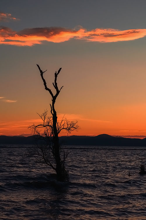 lonely tree. symbol of solitude